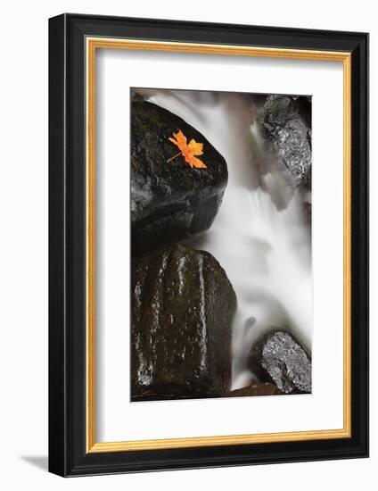 Tanner Creek, Columbia River Gorge, Oregon, USA-Jamie & Judy Wild-Framed Photographic Print