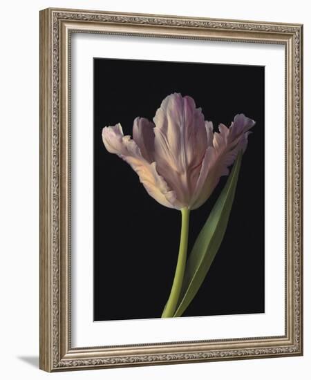 Tantalising Tulip-Assaf Frank-Framed Giclee Print