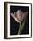 Tantalising Tulip-Assaf Frank-Framed Giclee Print