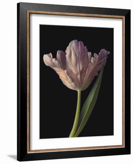 Tantalising Tulip-Assaf Frank-Framed Giclee Print