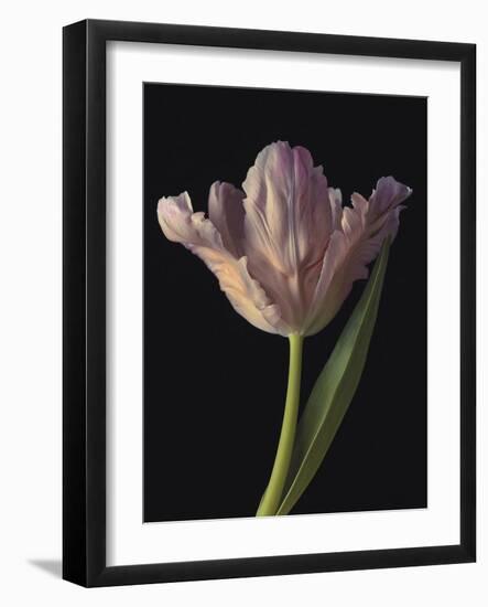 Tantalising Tulip-Assaf Frank-Framed Giclee Print