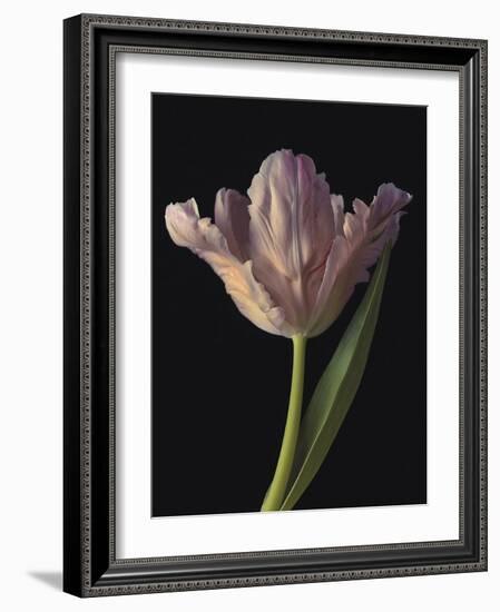 Tantalising Tulip-Assaf Frank-Framed Giclee Print