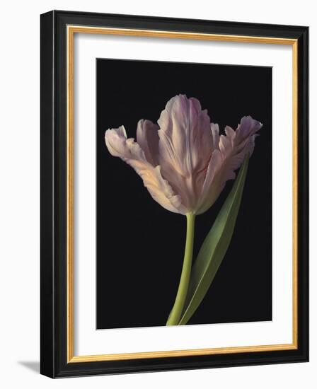 Tantalising Tulip-Assaf Frank-Framed Giclee Print