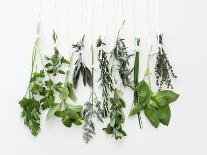 Various Fresh Herbs Hanging Up-Tanya Zouev-Photographic Print