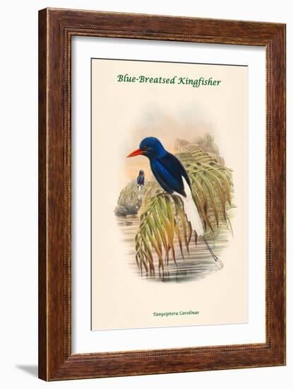 Tanysiptera Carolinae - Blue-Breatsed Kingfisher-John Gould-Framed Art Print