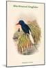 Tanysiptera Carolinae - Blue-Breatsed Kingfisher-John Gould-Mounted Art Print