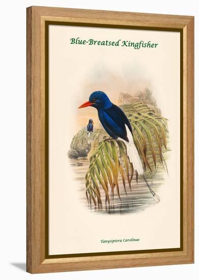 Tanysiptera Carolinae - Blue-Breatsed Kingfisher-John Gould-Framed Stretched Canvas