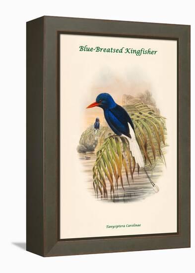 Tanysiptera Carolinae - Blue-Breatsed Kingfisher-John Gould-Framed Stretched Canvas