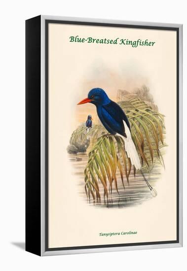 Tanysiptera Carolinae - Blue-Breatsed Kingfisher-John Gould-Framed Stretched Canvas