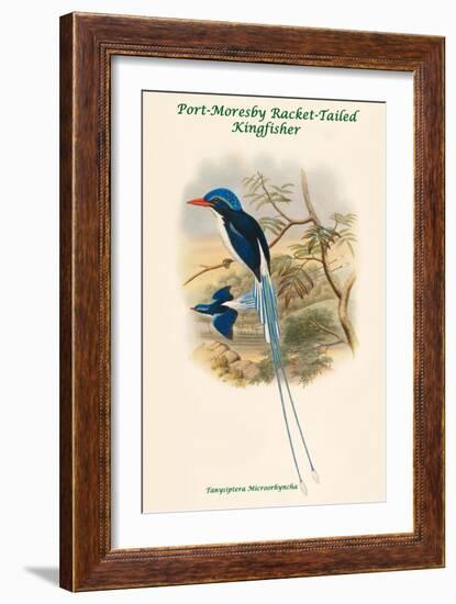 Tanysiptera Microorhyncha - Port-Moresby Racket-Tailed Kingfisher-John Gould-Framed Art Print