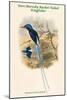 Tanysiptera Microorhyncha - Port-Moresby Racket-Tailed Kingfisher-John Gould-Mounted Art Print