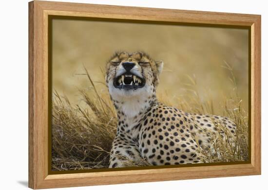 Tanzania, Africa. Cheetah yawning after hunt on the plains of the Serengeti National Park-Ralph H. Bendjebar-Framed Premier Image Canvas