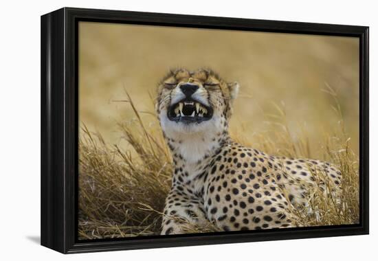 Tanzania, Africa. Cheetah yawning after hunt on the plains of the Serengeti National Park-Ralph H. Bendjebar-Framed Premier Image Canvas