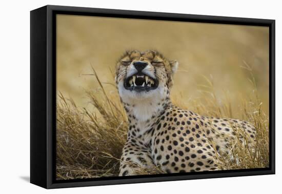 Tanzania, Africa. Cheetah yawning after hunt on the plains of the Serengeti National Park-Ralph H. Bendjebar-Framed Premier Image Canvas