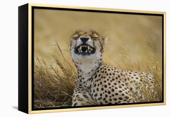 Tanzania, Africa. Cheetah yawning after hunt on the plains of the Serengeti National Park-Ralph H. Bendjebar-Framed Premier Image Canvas