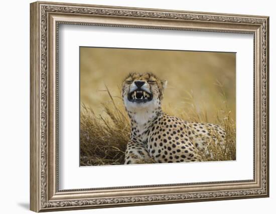 Tanzania, Africa. Cheetah yawning after hunt on the plains of the Serengeti National Park-Ralph H. Bendjebar-Framed Photographic Print