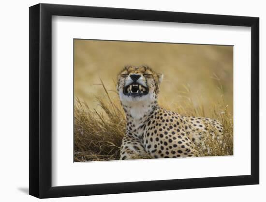 Tanzania, Africa. Cheetah yawning after hunt on the plains of the Serengeti National Park-Ralph H. Bendjebar-Framed Photographic Print