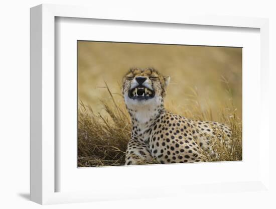 Tanzania, Africa. Cheetah yawning after hunt on the plains of the Serengeti National Park-Ralph H. Bendjebar-Framed Photographic Print