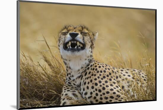 Tanzania, Africa. Cheetah yawning after hunt on the plains of the Serengeti National Park-Ralph H. Bendjebar-Mounted Photographic Print