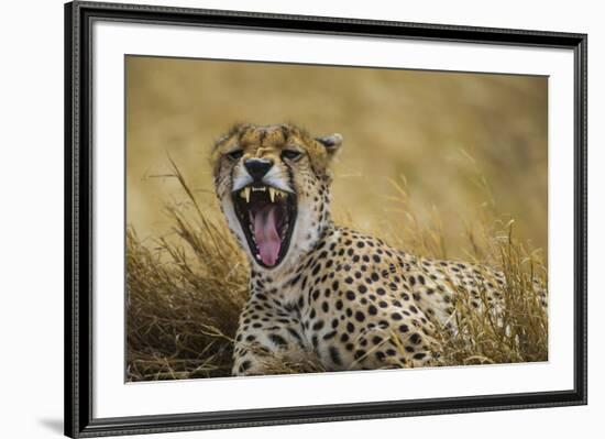 Tanzania. Cheetah yawning after a hunt on the plains of the Serengeti National Park.-Ralph H. Bendjebar-Framed Premium Photographic Print