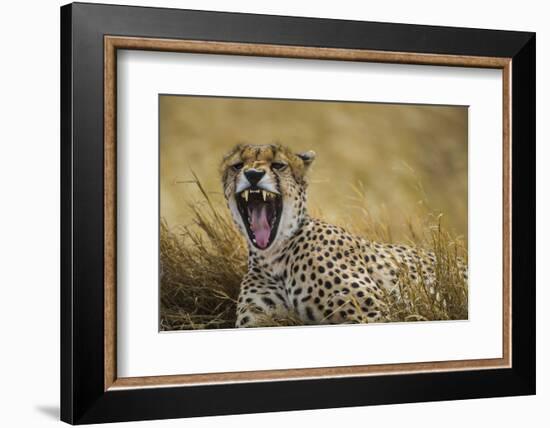 Tanzania. Cheetah yawning after a hunt on the plains of the Serengeti National Park.-Ralph H. Bendjebar-Framed Photographic Print