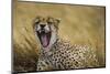 Tanzania. Cheetah yawning after a hunt on the plains of the Serengeti National Park.-Ralph H. Bendjebar-Mounted Photographic Print