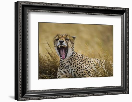 Tanzania. Cheetah yawning after a hunt on the plains of the Serengeti National Park.-Ralph H. Bendjebar-Framed Photographic Print