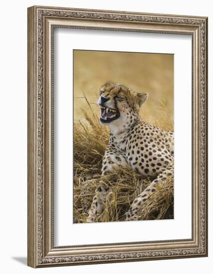 Tanzania. Cheetah yawning after a hunt on the plains of the Serengeti National Park.-Ralph H^ Bendjebar-Framed Photographic Print