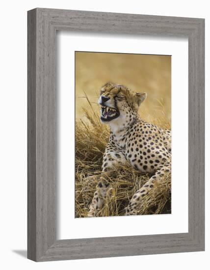 Tanzania. Cheetah yawning after a hunt on the plains of the Serengeti National Park.-Ralph H^ Bendjebar-Framed Photographic Print