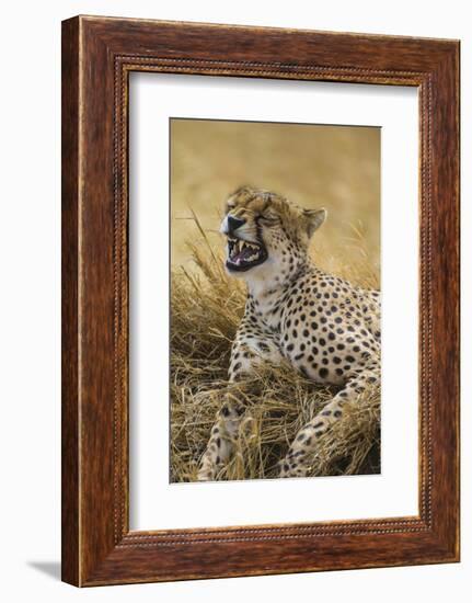 Tanzania. Cheetah yawning after a hunt on the plains of the Serengeti National Park.-Ralph H^ Bendjebar-Framed Photographic Print