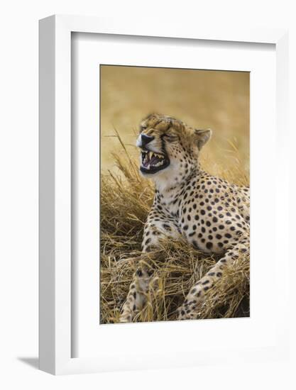 Tanzania. Cheetah yawning after a hunt on the plains of the Serengeti National Park.-Ralph H^ Bendjebar-Framed Photographic Print