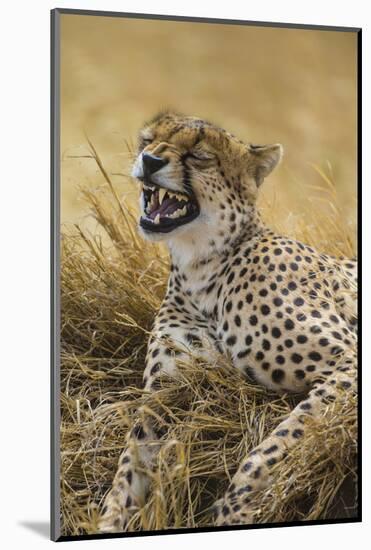 Tanzania. Cheetah yawning after a hunt on the plains of the Serengeti National Park.-Ralph H^ Bendjebar-Mounted Photographic Print