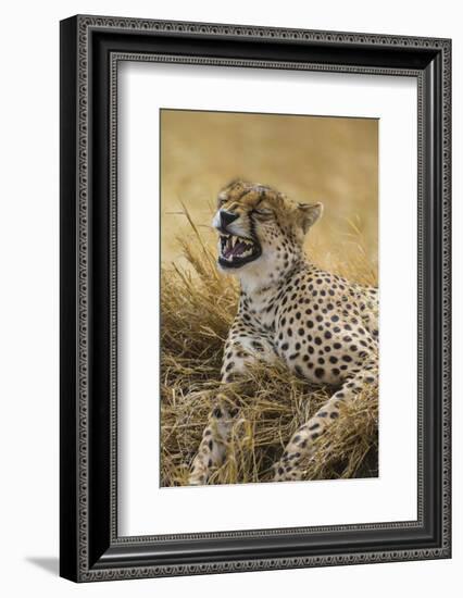 Tanzania. Cheetah yawning after a hunt on the plains of the Serengeti National Park.-Ralph H^ Bendjebar-Framed Photographic Print