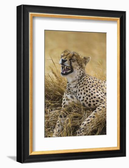 Tanzania. Cheetah yawning after a hunt on the plains of the Serengeti National Park.-Ralph H^ Bendjebar-Framed Photographic Print
