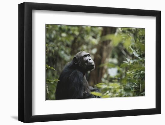 Tanzania, Gombe Stream National Park, Female Chimpanzee-Kristin Mosher-Framed Photographic Print
