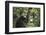 Tanzania, Gombe Stream National Park, Female Chimpanzee-Kristin Mosher-Framed Photographic Print