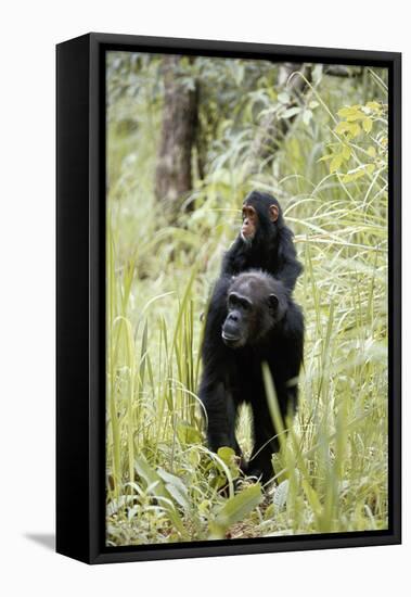 Tanzania, Gombe Stream NP, Chimpanzee with Her Baby on Her Back-Kristin Mosher-Framed Premier Image Canvas