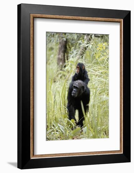 Tanzania, Gombe Stream NP, Chimpanzee with Her Baby on Her Back-Kristin Mosher-Framed Photographic Print