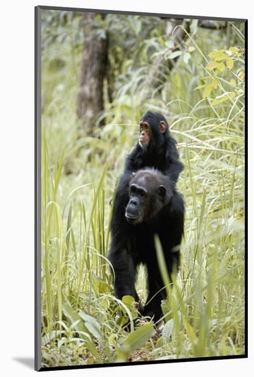 Tanzania, Gombe Stream NP, Chimpanzee with Her Baby on Her Back-Kristin Mosher-Mounted Photographic Print
