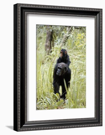 Tanzania, Gombe Stream NP, Chimpanzee with Her Baby on Her Back-Kristin Mosher-Framed Photographic Print