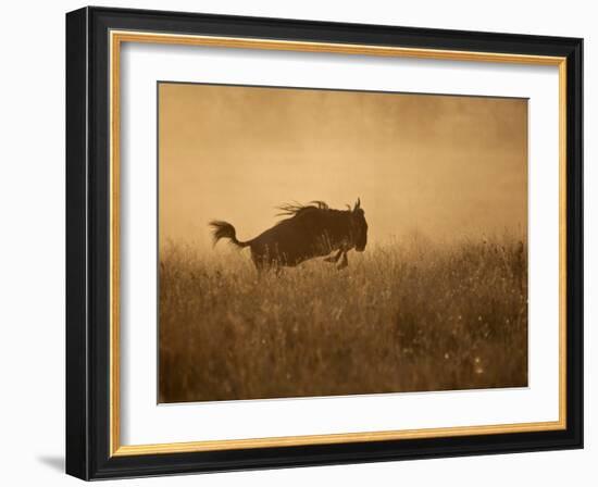 Tanzania, Serengeti; a Gnu Leaps Through the Grass-Niels Van Gijn-Framed Photographic Print