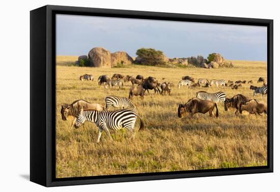 Tanzania, The Serengeti. Herd animals graze together on the plains with kopjes in the distance.-Ellen Goff-Framed Premier Image Canvas