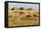 Tanzania, The Serengeti. Herd animals graze together on the plains with kopjes in the distance.-Ellen Goff-Framed Premier Image Canvas