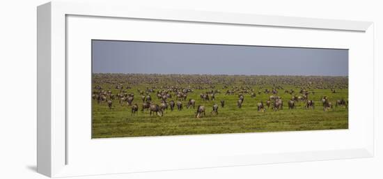 Tanzania, Wildebeest-Ralph H^ Bendjebar-Framed Photographic Print