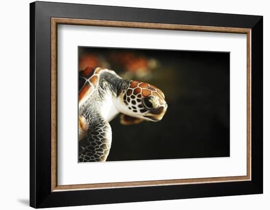 Tanzania, Zanzibar, Nungwi, Mnarani Aquarium, Flying Turtles-Anthony Asael-Framed Photographic Print