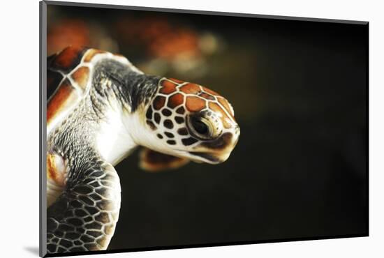 Tanzania, Zanzibar, Nungwi, Mnarani Aquarium, Flying Turtles-Anthony Asael-Mounted Photographic Print