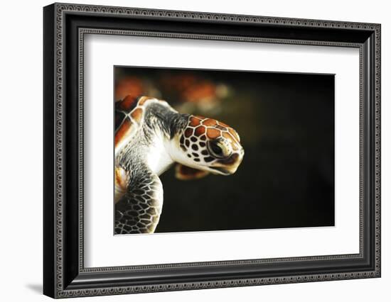 Tanzania, Zanzibar, Nungwi, Mnarani Aquarium, Flying Turtles-Anthony Asael-Framed Photographic Print