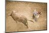 Taos, New Mexico, USA. Small town western rodeo. bull riding competition.-Julien McRoberts-Mounted Photographic Print