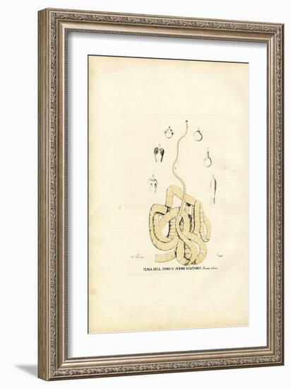 Tape Worm, 1863-79-Raimundo Petraroja-Framed Giclee Print