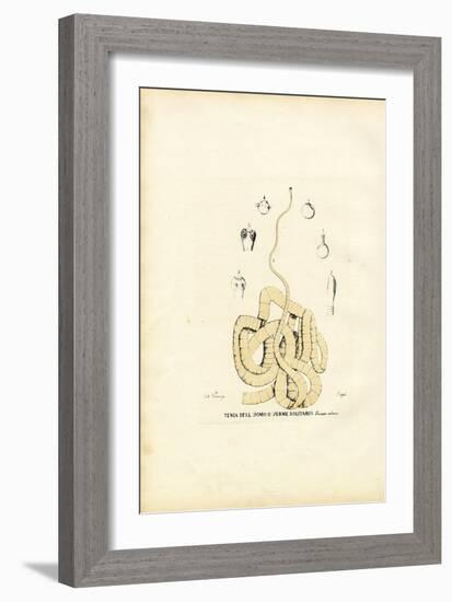 Tape Worm, 1863-79-Raimundo Petraroja-Framed Giclee Print